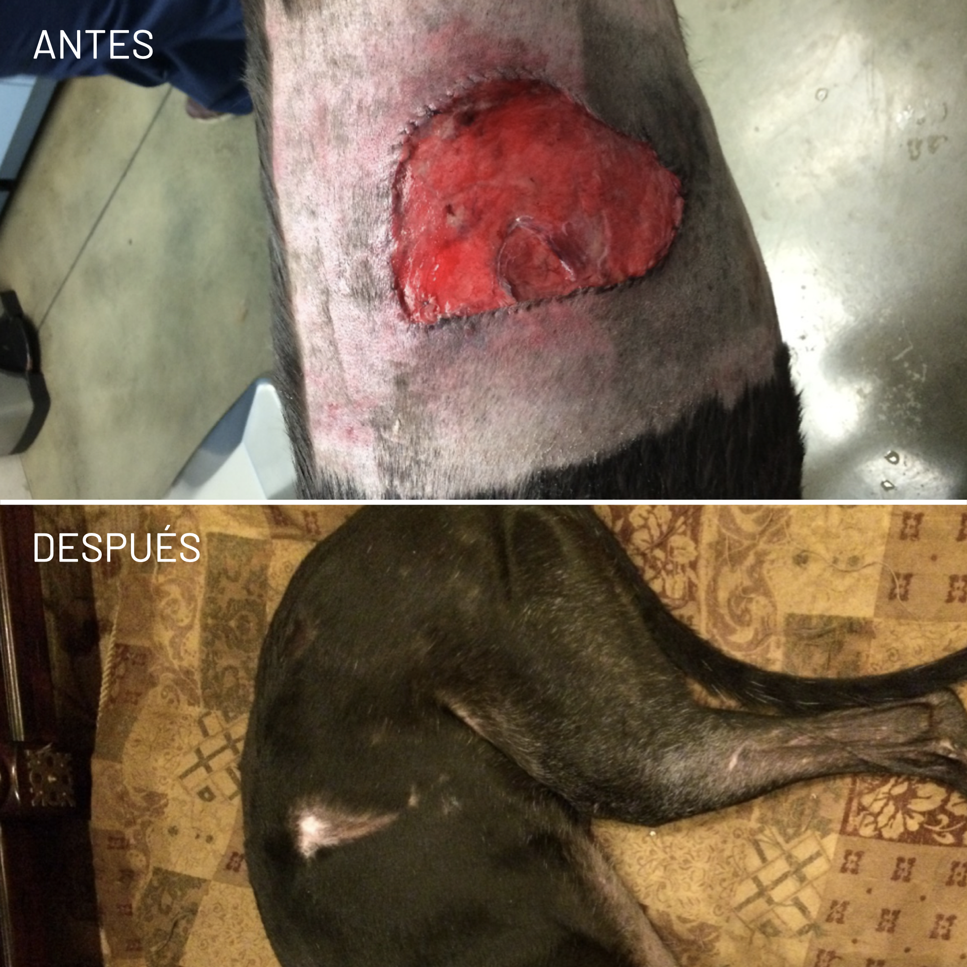 *Cortesía de Celluma
