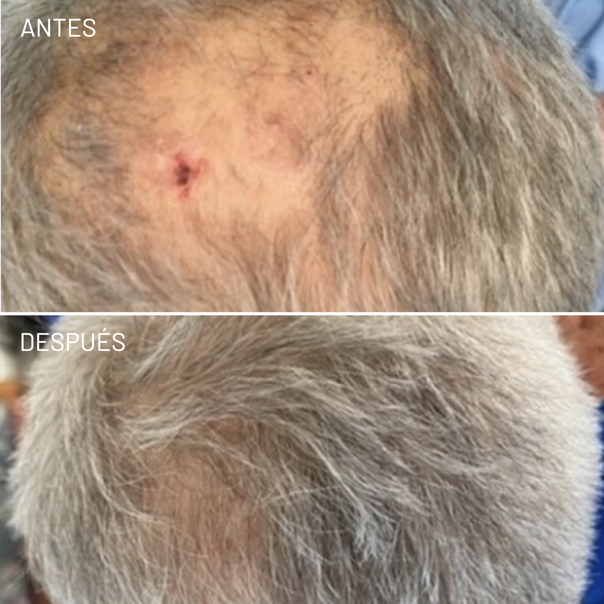 *Cortesía de Celluma